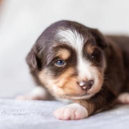 Aussiedoodle and Miniature American Shepherd Puppies from King Family Ranch