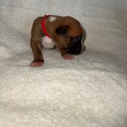 Red - Fawn female Boxer puppy in Chatham, Virginia from Anthony Deak
