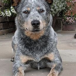 Australian Cattle Dogs from Silverwood Australian Cattle Dogs