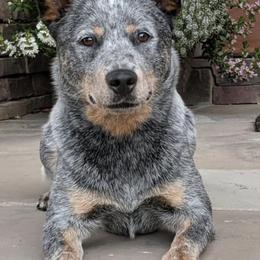 Australian Cattle Dogs from Silverwood Australian Cattle Dogs
