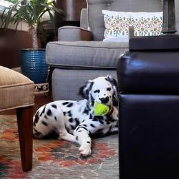 Dalmatian Puppies from Spotted Jewels Dalmatians
