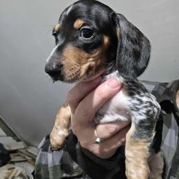 Bones - Piebald male Dachshund puppy in Nampa, Idaho from 208 Wiener Wiggle Butts LLC