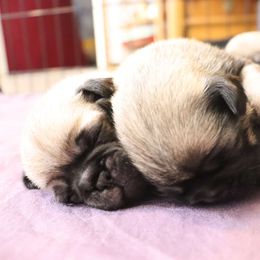 Pug Puppies from The Grumble Pack