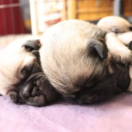 Pug Puppies from The Grumble Pack