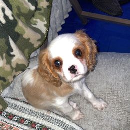 Boy 3 - Blenheim Cavalier King Charles Spaniel puppy in Melbourne, Florida from Majestic Cavaliers of Melbourne FL