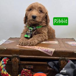 Ribbit - Red  male Goldendoodle puppy in Neillsville, Wisconsin from Granton Creek