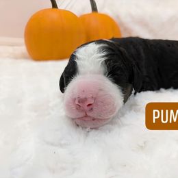 Pumpkin - Tri-color male Bernedoodle puppy in Harpers Ferry, West Virginia from Harpers Ferry Doodles