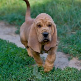 Bloodhound and Mastiff Puppies from Teoc Bloodhounds and Mastiffs