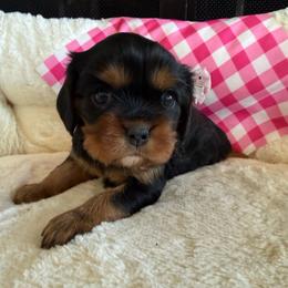 Girl 1 - Black and tan female Cavalier King Charles Spaniel puppy in Dime Box, Texas from Kuehlers Kavaliers