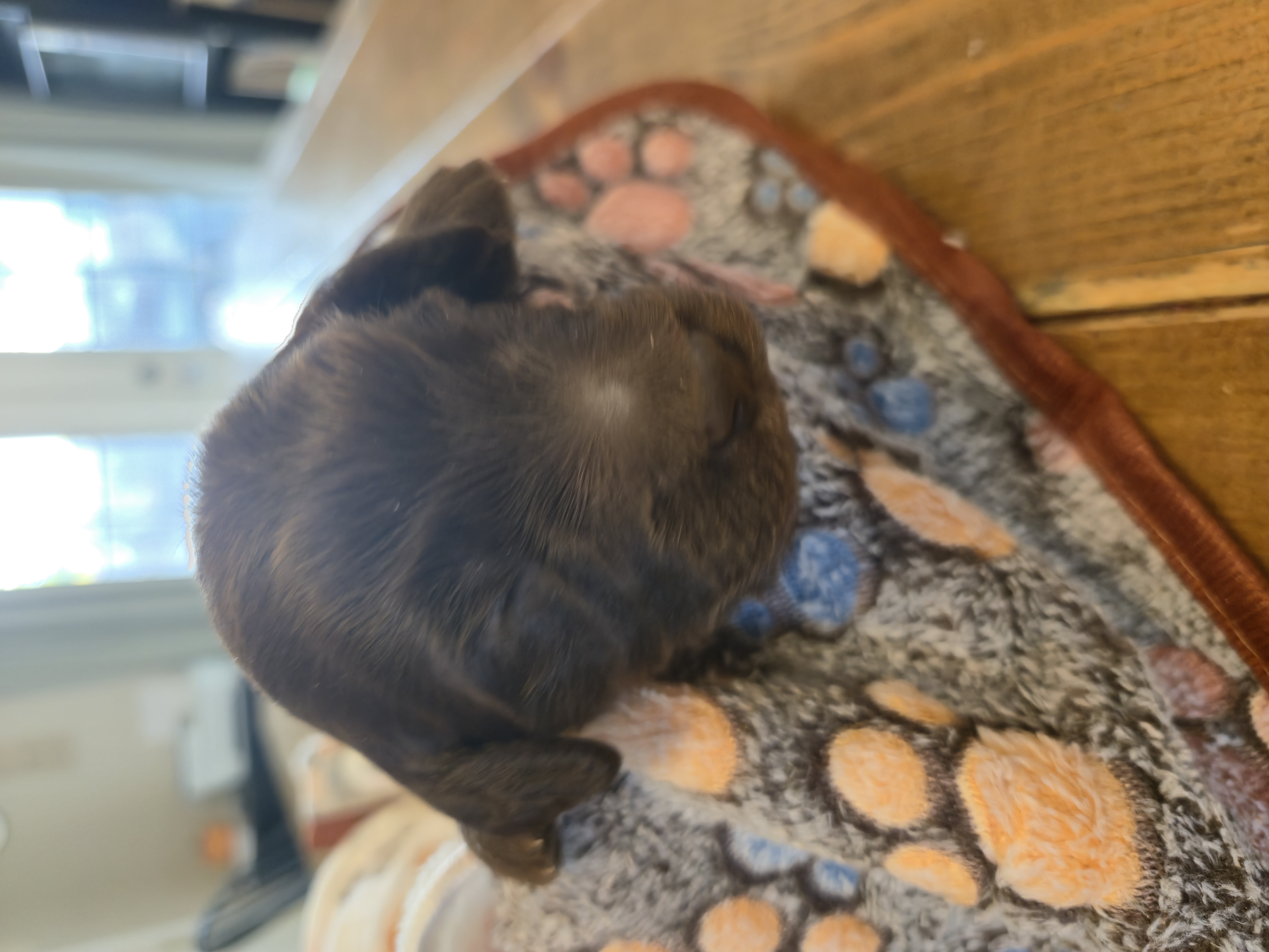 Whoodle Puppies from White's Whoodles