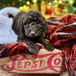 Prancer - Chocolate female Labradoodle puppy in Candler, North Carolina from Maple Bakin’ Doodles