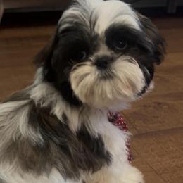 MR SIR - Tricolor male Shih Tzu puppy in Fontana, California from Loraine Bailey
