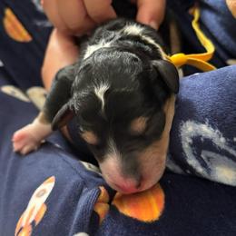 Nemo - Tri-color male Bernedoodle puppy in Sparrows Point, Maryland from Rosie’s Puppies