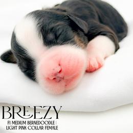Breezy - Tri-color female Bernedoodle puppy in Tipton, Indiana from Country Creek Doodles