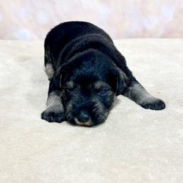 Boy 1 - Salt and pepper male Miniature Schnauzer puppy in Springfield, Tennessee from My Lovable Schnauzers