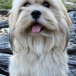 Jangmu - Lhasa Apso