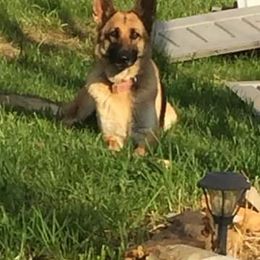 Dakota - German Shepherd