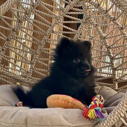 Pomeranian Puppies from Somos Pomeranians | Selectively Bred Puppies