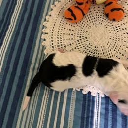 Boy 5 - Portuguese Water Dog puppy in Lakeview, Michigan from Cedar Creek Portuguese Water Dogs