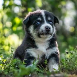Pomsky Puppies from Pioneer Peak Pomskies