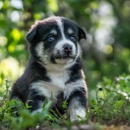 Pomsky Puppies from Pioneer Peak Pomskies