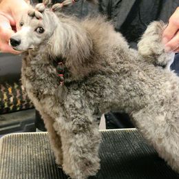 Poodles from Azlynn Kennels
