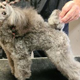 Poodles from Azlynn Kennels