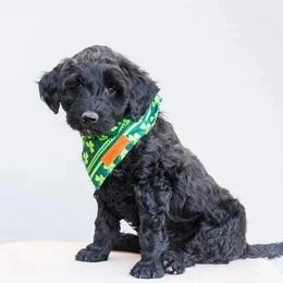 Aussiedoodle and Goldendoodle Puppies from Ever After Doodles Arizona