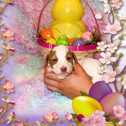 Clementine - Parti female Goldendoodle puppy in Kissimmee, Florida from Poodle Doodle Kennels