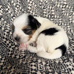 Trix (Girl 1) - Black tan and white female Biewer Terrier puppy in Las Cruces, New Mexico from De La Rosa Biewers