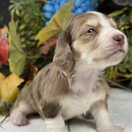 Julia (NO BREEDING HOMES ALLOWED) - Dapple female Dachshund puppy in Fayetteville, North Carolina from RRD