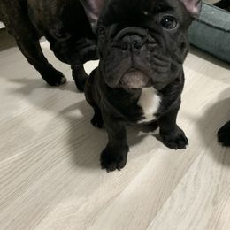 French Bulldog Puppies from Luna and London’s Puppies