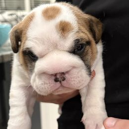 Cinnamon - Red and white female Bulldog puppy in Geraldine, Alabama from Rathbone Bulldogs