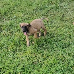 Yumiko - Fawn female Great Dane puppy in Jerusalem, Arkansas from Mara Danes