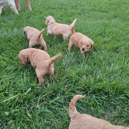 Goldendoodle Puppies from 3 Willows Goldendoodles
