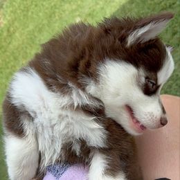 Cedar - Red and white male Pomsky puppy in Midlothian, Texas from Pomsky Life ETC