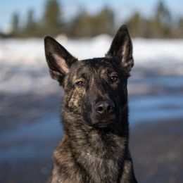 Kermit - Dutch Shepherd