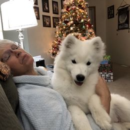 Samoyed Puppies from Calista Samoyeds