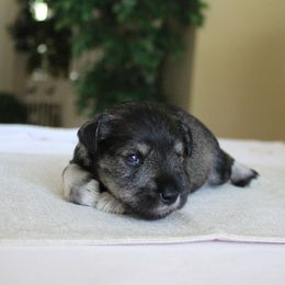Miniature Schnauzer Puppies from King’s Miniature Schnauzers