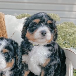 Bernedoodles from Berne n Doodles