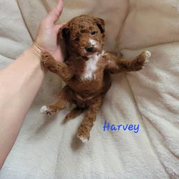 Harvey - Red  male Poodle puppy in Montrose, Pennsylvania from Tales Of Joy