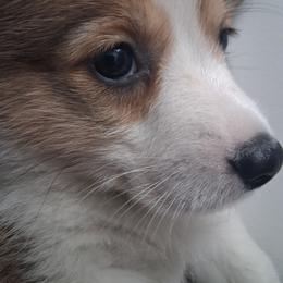 Loreal - Red female Pembroke Welsh Corgi puppy in Gaffney, South Carolina from Battlefield Kennels