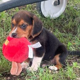 Toodles - Black white and tan male Beagle puppy in Kinta, Oklahoma from Beaver Creek Kennels