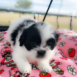 Shih Tzu Puppies from Kaselyn’s puppies