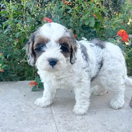 Biscuit - Blenheim male Cavapoo puppy in Gilbert, Arizona from Desert Willow Cavapoos