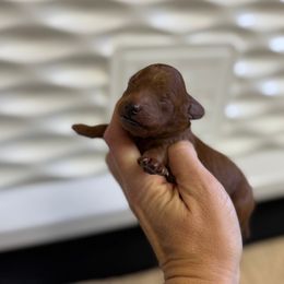 Goldendoodle Puppies from Kendall’s Kennel