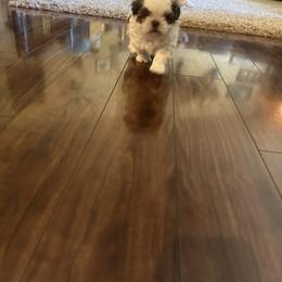 Shih Tzu Puppies from Puddle Jumpers Shih Tzus