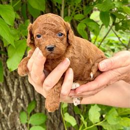 Nola - Red female Cavapoo puppy in Beresford, South Dakota from DAKOTA DOOD RANCH
