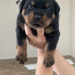 Rottweiler Puppies from GrowlHausRotts