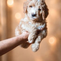 Madison - Red female Bernedoodle puppy in Woodland, Georgia from Bethel Doodle Ranch